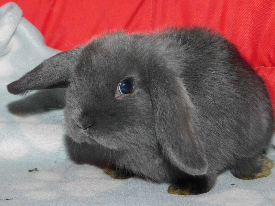 Niebieski baranek mini lop samiec