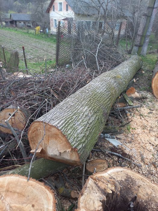 Стовбури  липи та ясеня.