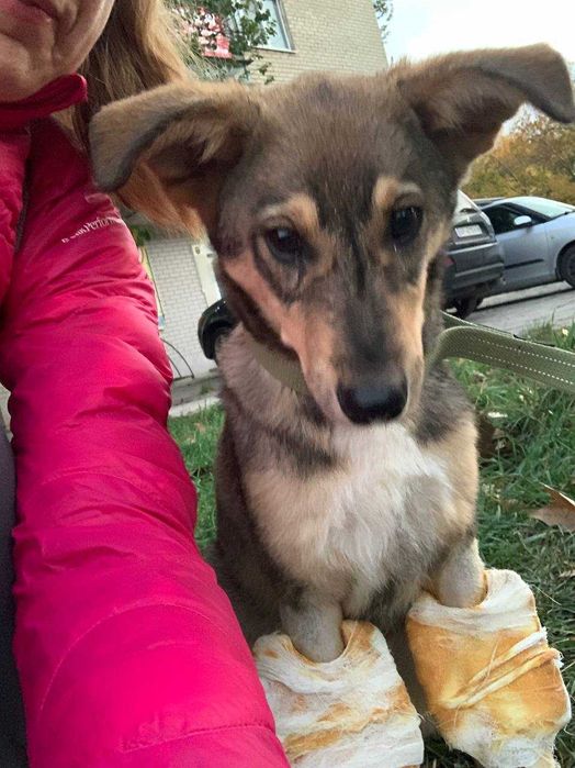 Цуцику потрібна любляча сім'я та будинок