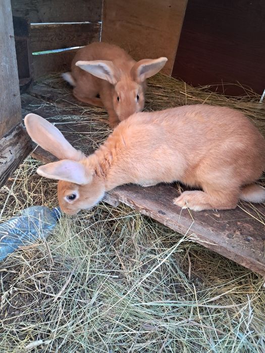 Продам молодняк кролів