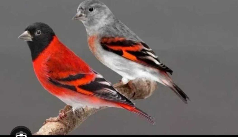 Cardinalitos de 2026