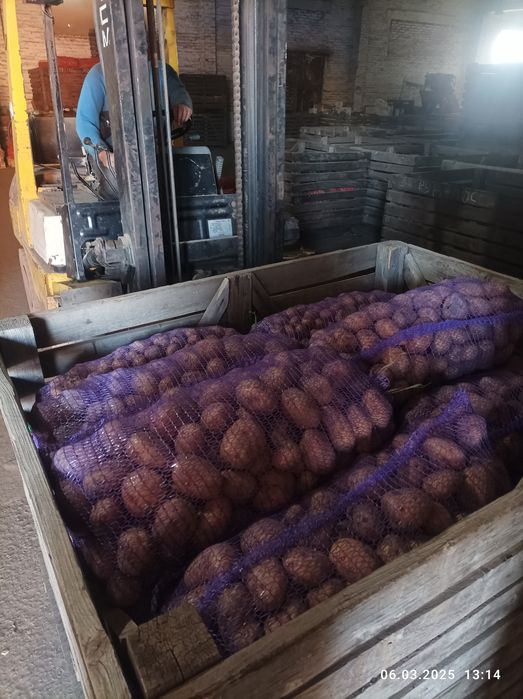 Продам товарну та посадкову картоплю Ривєра ,Саншайн, Коломбо, Балт