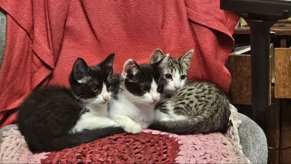 Кошенята мишолови