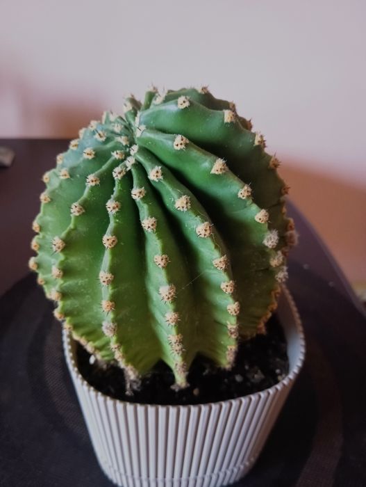 Кактус великий домашній