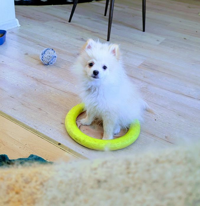 Дівчинка!  Хлопчик!Продам