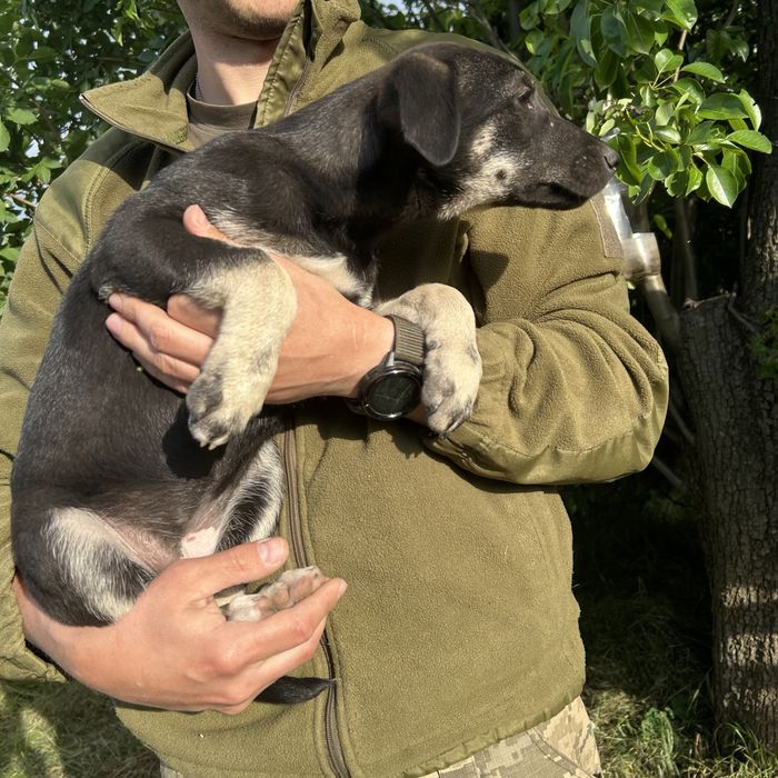 Цуценя 2,5 місяці. Дівчинка
