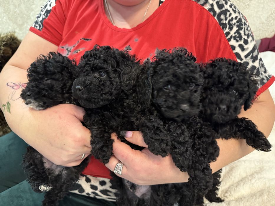 Продаємо пуделі 2 місяці їм