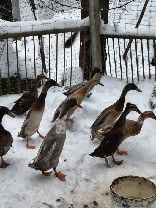 Biegus, biegusy kaczory kaczki