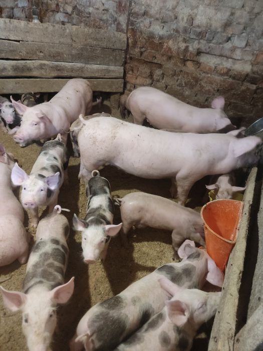 Продам поросят,м'ясна порода,доставка