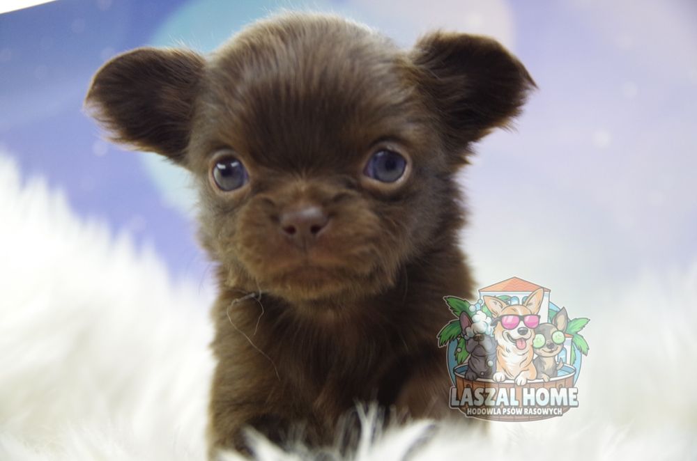 Chihuahua dziewczynka suczka czekoladowa długowłosa