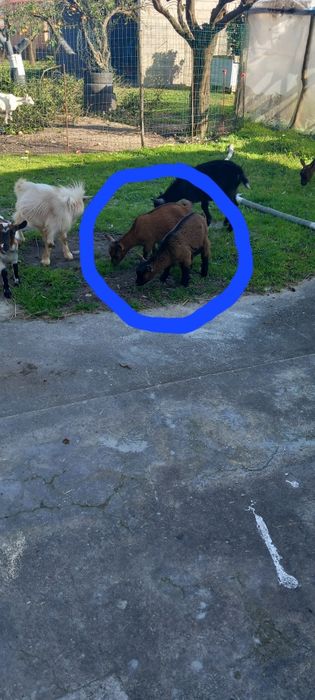 Cabritos micro anas MOCHOS