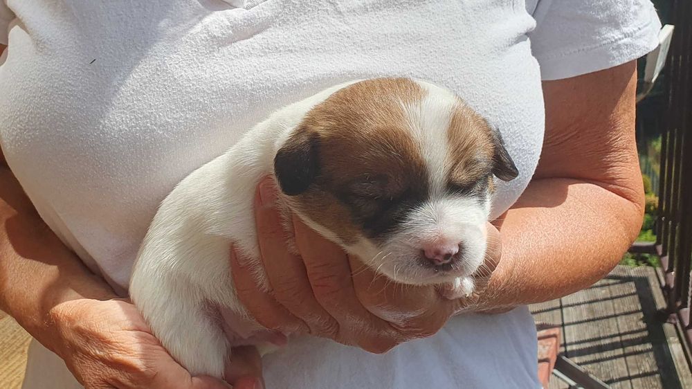 Jack Russell Terrier gładkowłosy piesek