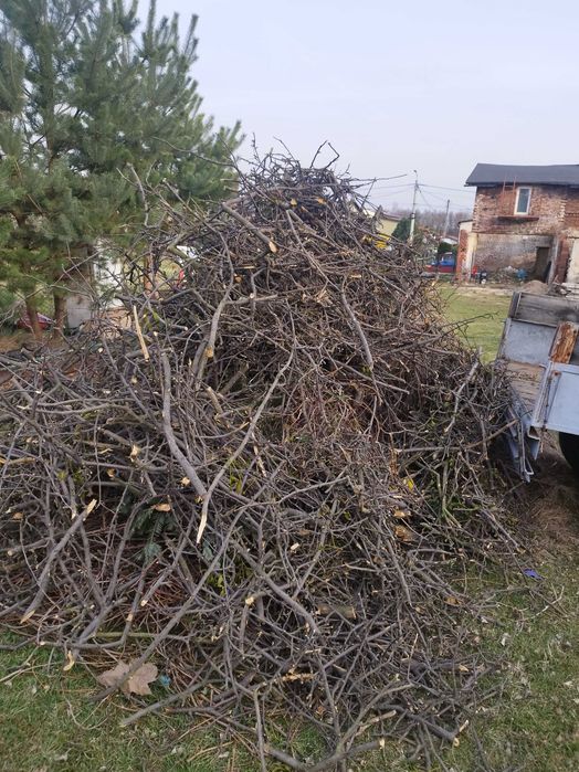 Gałęzie oddam za darmo