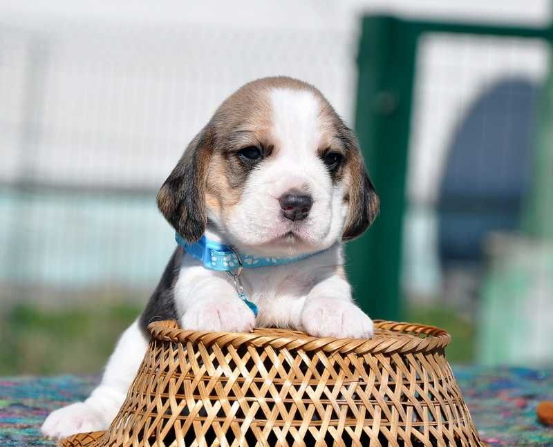 Ее Величество Мятное Крем-Брюле и ко, щенки бигля, цуценята бігля.