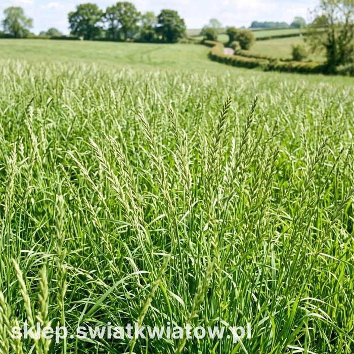 Życica westerwoldzka 4N. Trawa jara