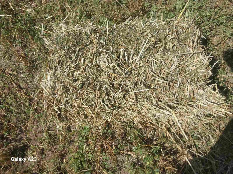 Продам сіно в тюках (суміш: вика, люцерна, злакові).