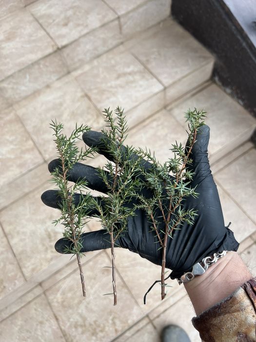 Черенки, живці, для вкорінення, туя смарагд,ялівець,кипарис, ялинка.