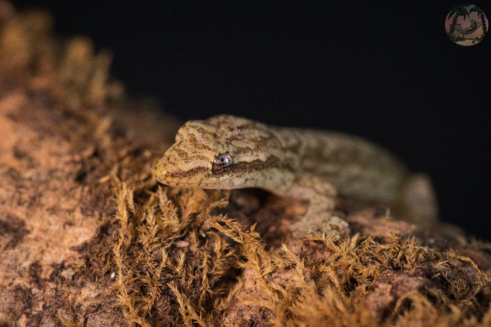 Gekony płaczące Lepidodactylus lugubris