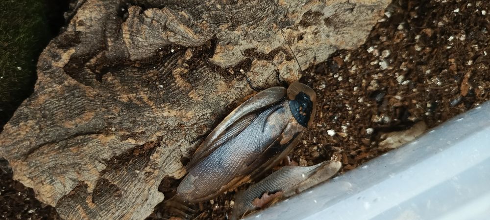 Karaczany Brazylijskie