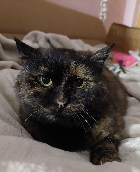 шотландська прямоуха