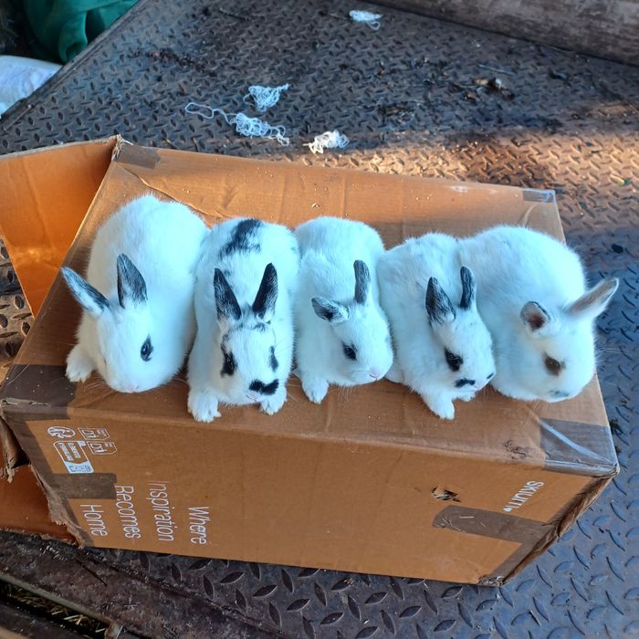 Coelhos anões  muito bonitos