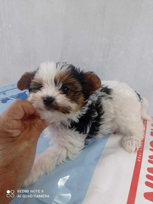 Yorkshire Biewer TOP