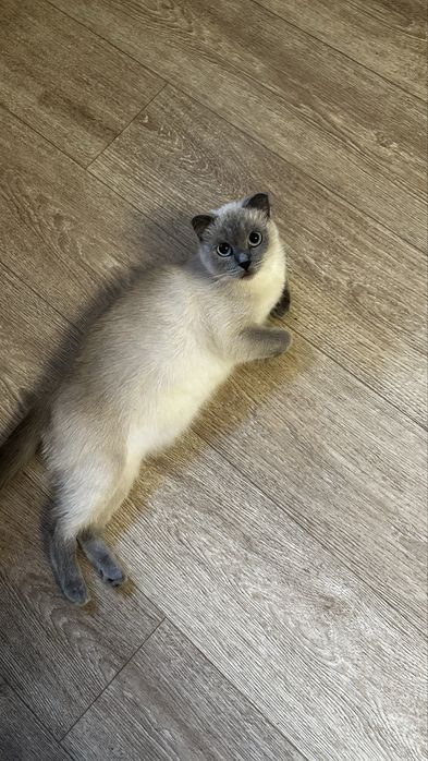 Британські котики