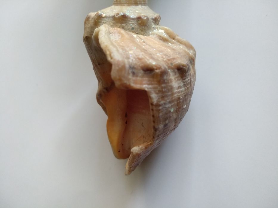 Ракушки 3 шт