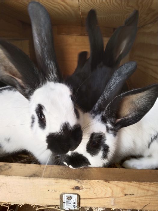 Młode króliki OSC