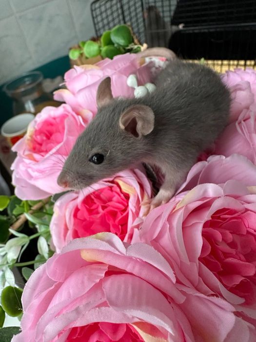 Домашні крисенятка Вік 3 тижні Чудові розумні смішні маленькі друзі