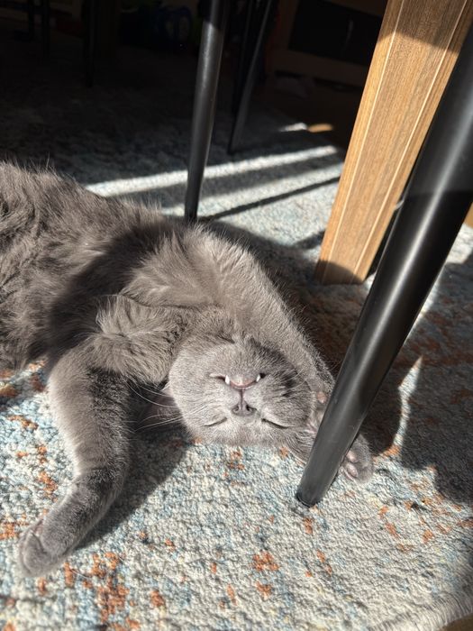 Petsitter , cuido dos vossos patudos