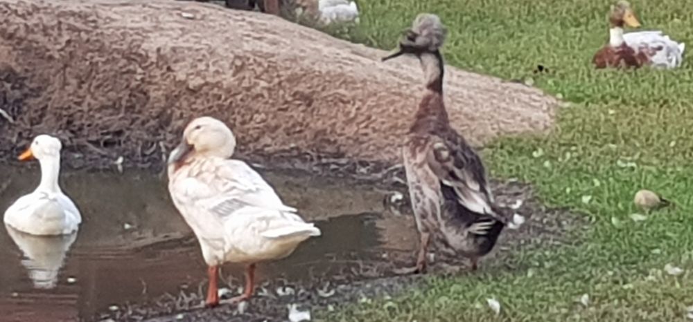 Biegusy indyjskie kaczory i kaczki