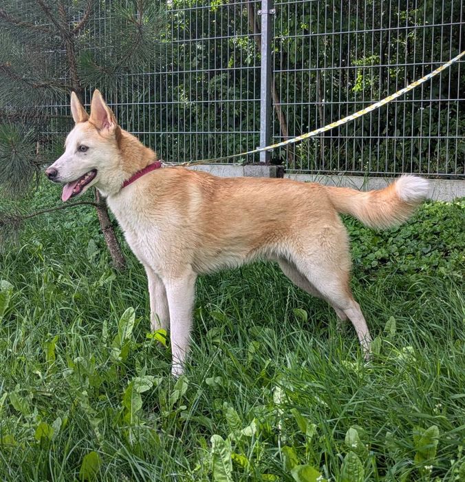 Mądry psiak Celion szuka swojej rodziny! Północniak do adopcji