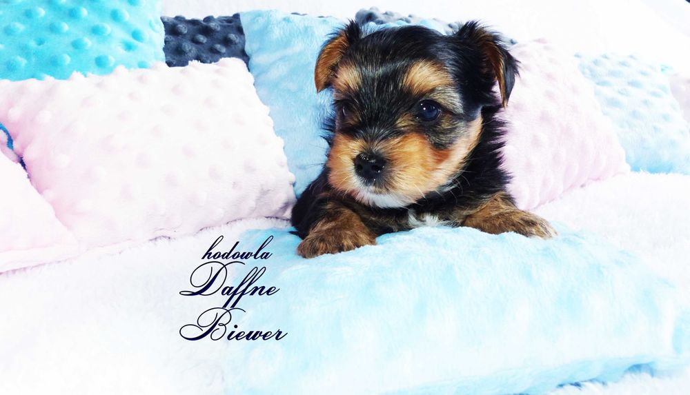 York Yorkshire Terrier