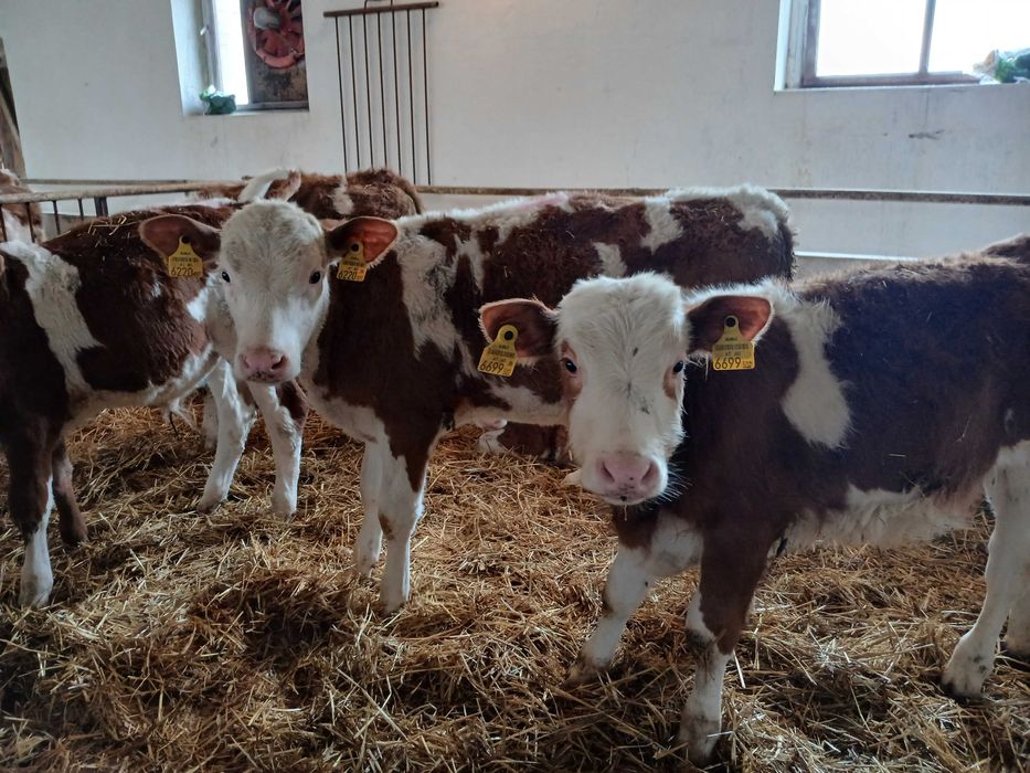 Byczki startery samodzielne, Simental 130kg z odpajalni