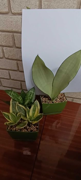 Кімнатні квіти алое санса сансевієрія діоскорея слонова