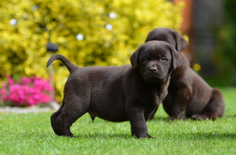 Labrador retriever FCI  SUCZKA