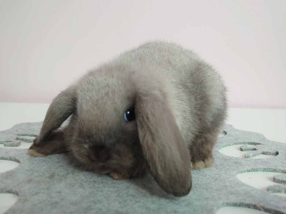 Króliki Mini -Lop