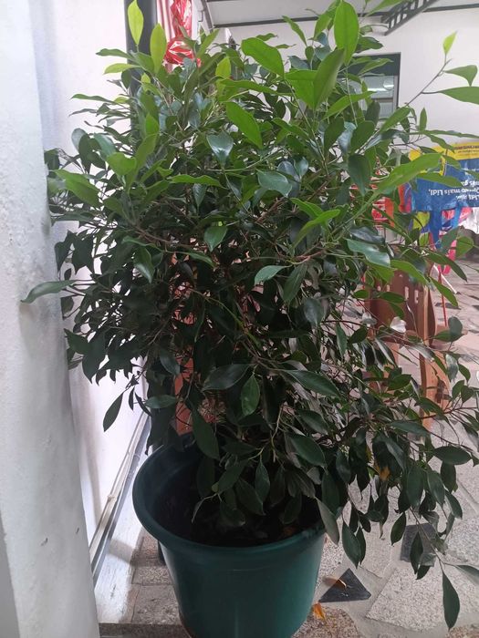 Vendo bonsai especial