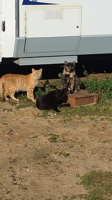 Gatinhos  para adoção