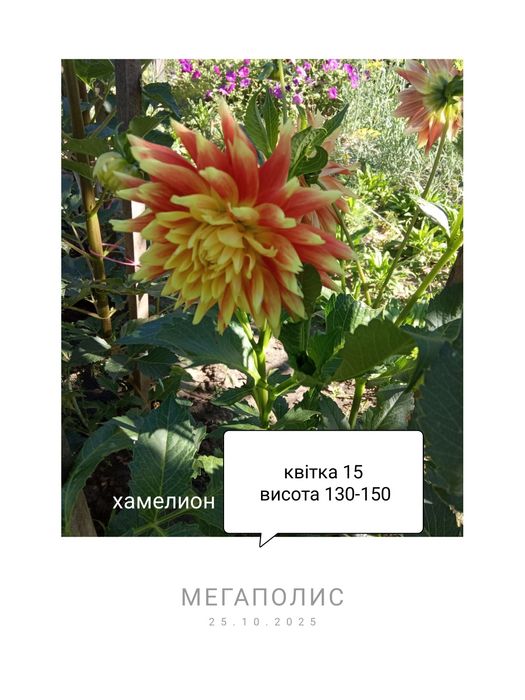 Продам Клубні жоржин