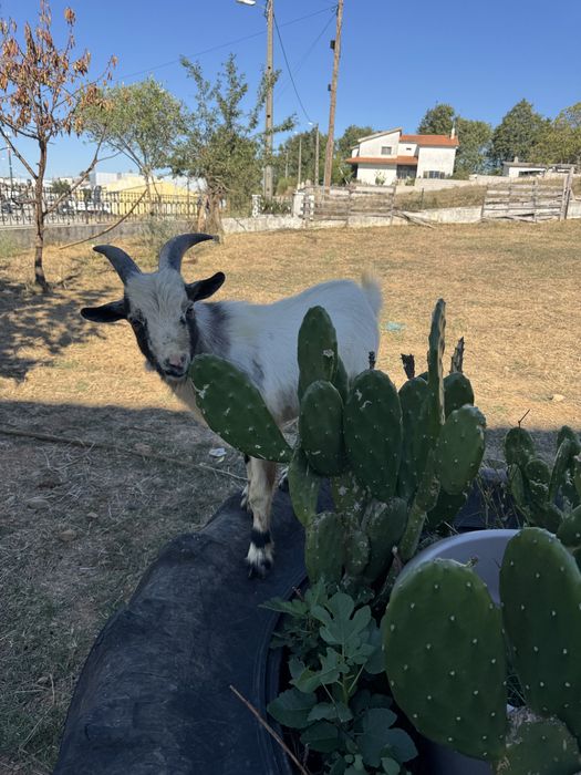 Cabras anãs procuram novo dono