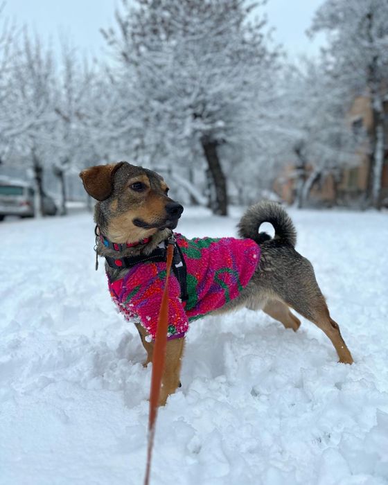 Лірік шукає родину