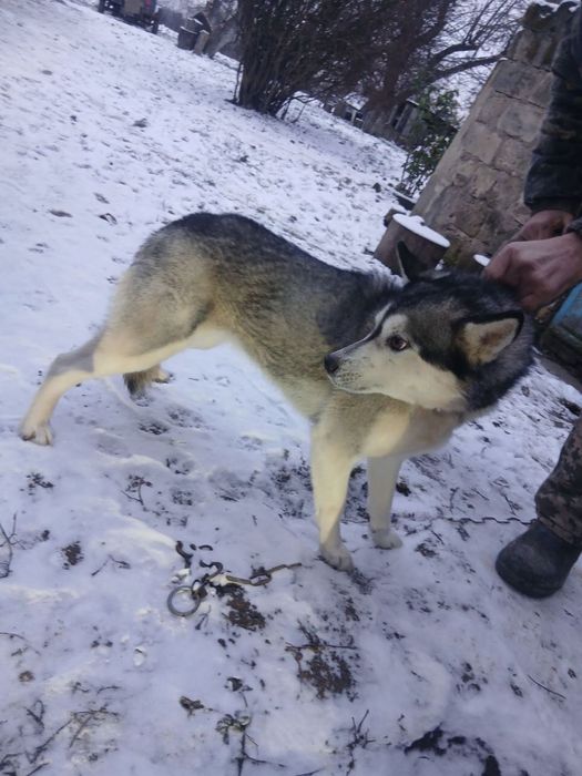 Хаскі  собака 5 років ціна