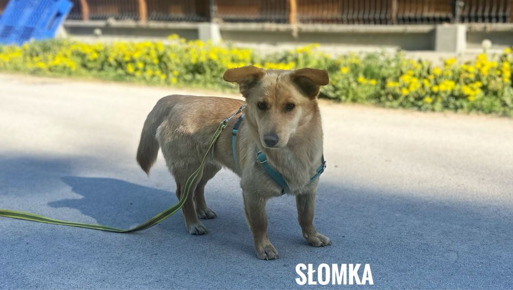 10 kg, 1 rok, kochana Słomka adopcja