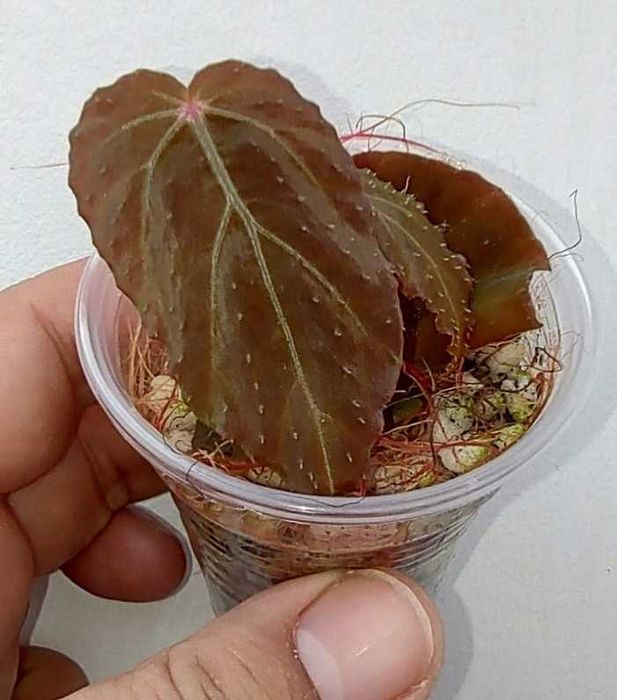 Begonia goegoensis, B. burkillii ‘Dark Form’, lub B. pavonina