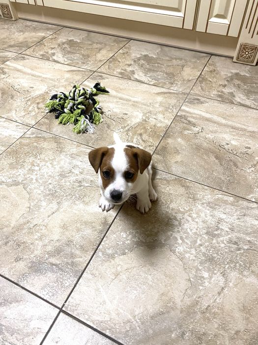 Шикарні джек рассел терʼєри - документи FCI