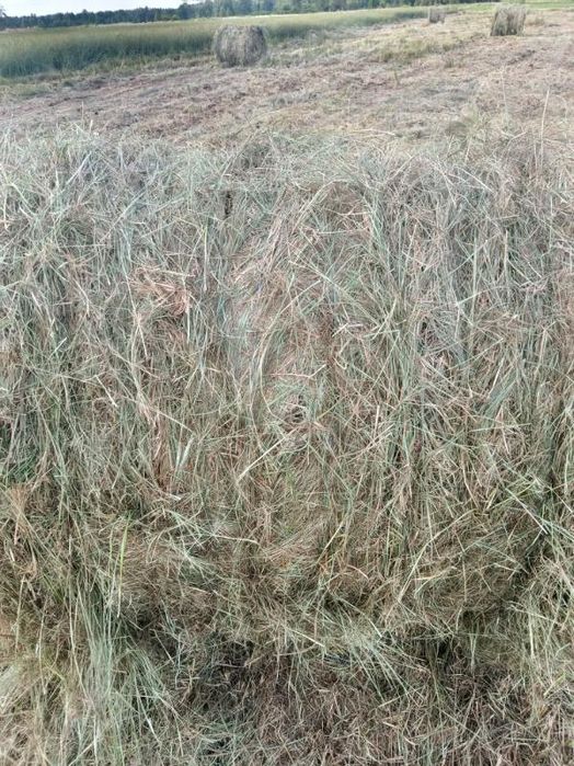 Sprzedam siano rzeżuchę.