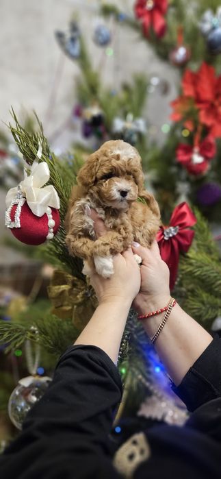 Той пуделя мальчики и девочка.