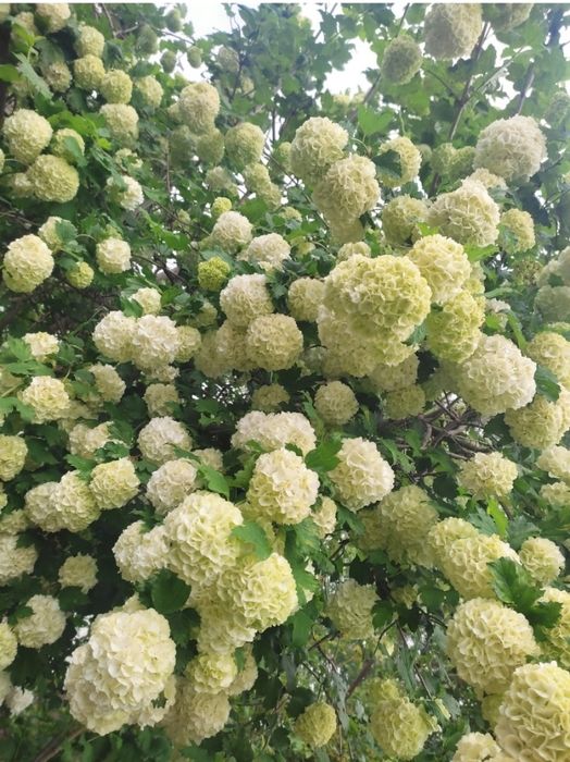 Саджанці калини бульдонеж